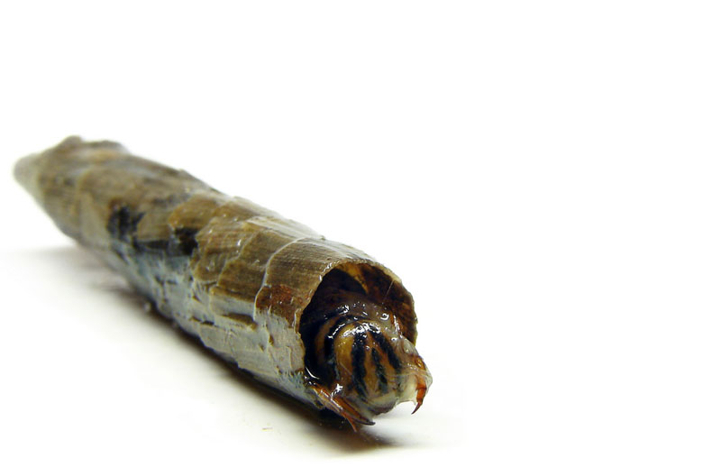 caddisfly-larvae-cases-(4)