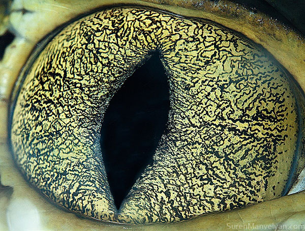 caiman-close-up-of-eye-macro-suren-manvelyan