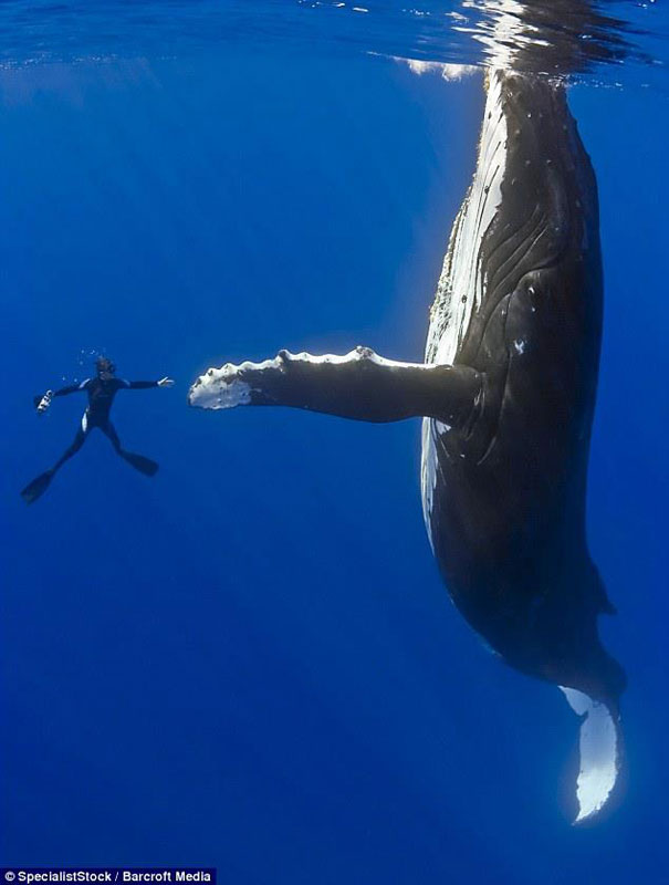 diver whale high five perfect timing