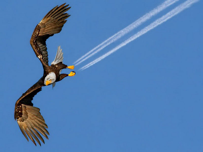 eagle perfect timing
