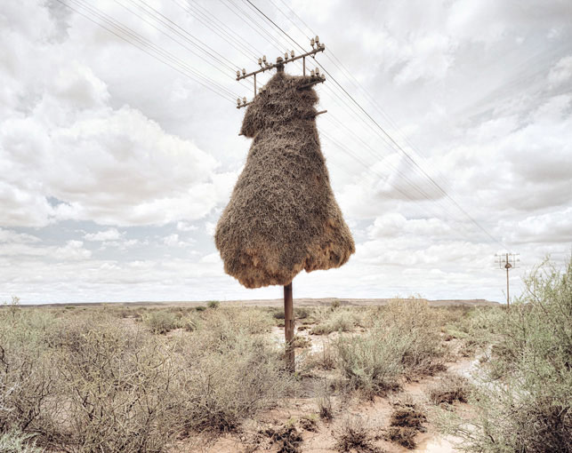 giant communal bird nests on telephone poles dillon marsh africa 1 12 Beautiful Photos of Waxwing Birds
