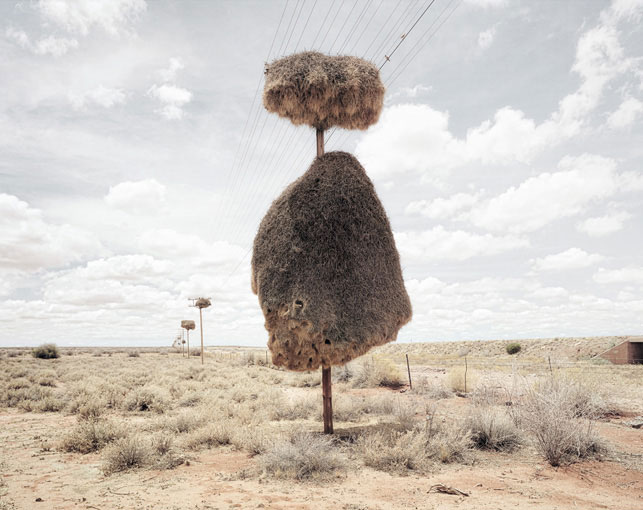 giant communal bird nests on telephone poles dillon marsh africa (5)