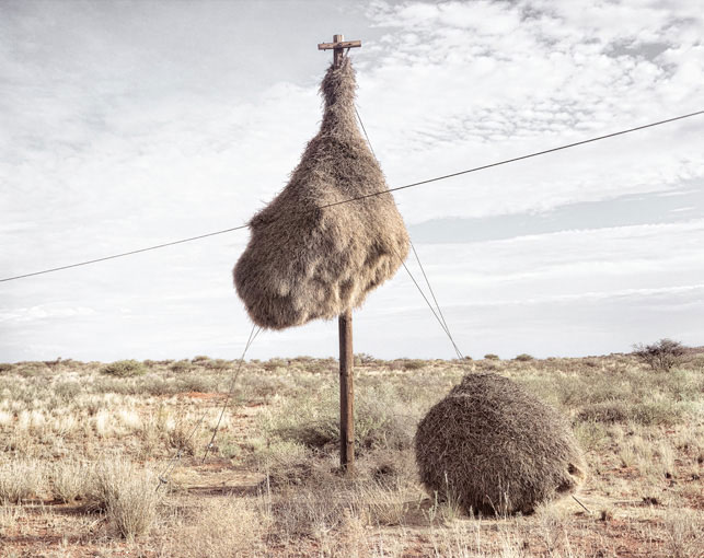 giant communal bird nests on telephone poles dillon marsh africa (6)