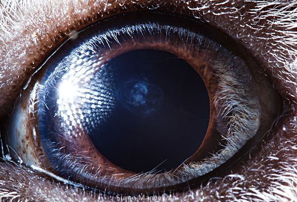 guinea pig close up of eye macro suren manvelyan 10 Detailed Close Ups of Animal Eyes