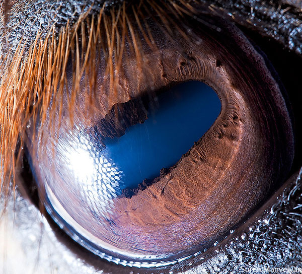 horse close up of eye macro suren manvelyan 10 Detailed Close Ups of Animal Eyes