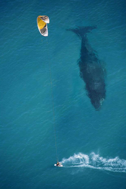 kite surfing with whale below aerial shot from above The 50 Most Perfectly Timed Photos Ever