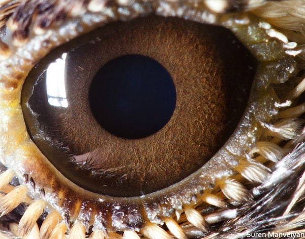 lark close up of eye macro suren manvelyan 10 Detailed Close Ups of Animal Eyes