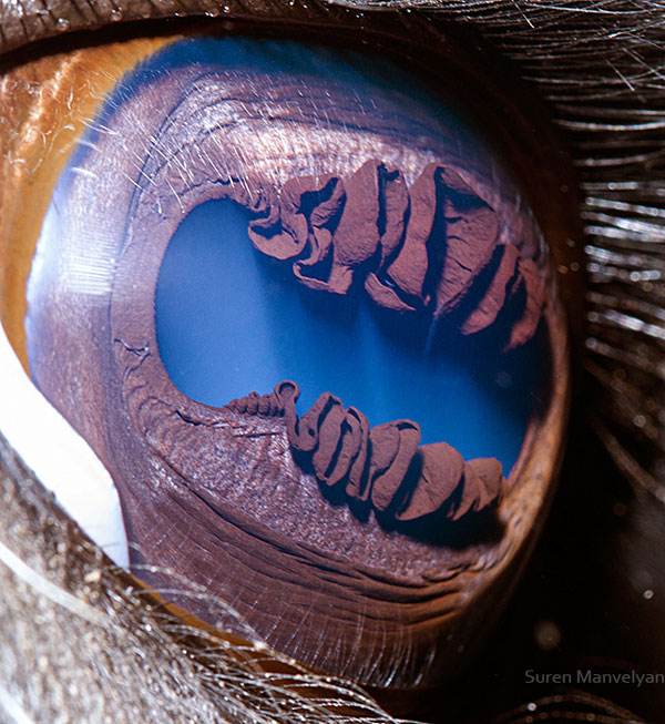 llama close up of eye macro suren manvelyan 12 Beautiful Examples of Guttation