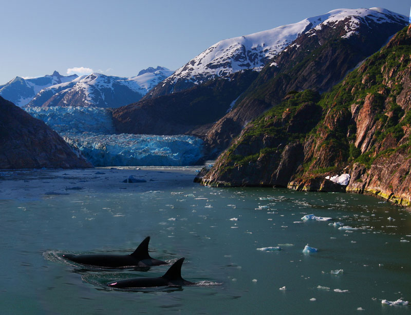 orcas killer whales surfacing in alsaka glacier Picture of the Day: Orcas in Alaska
