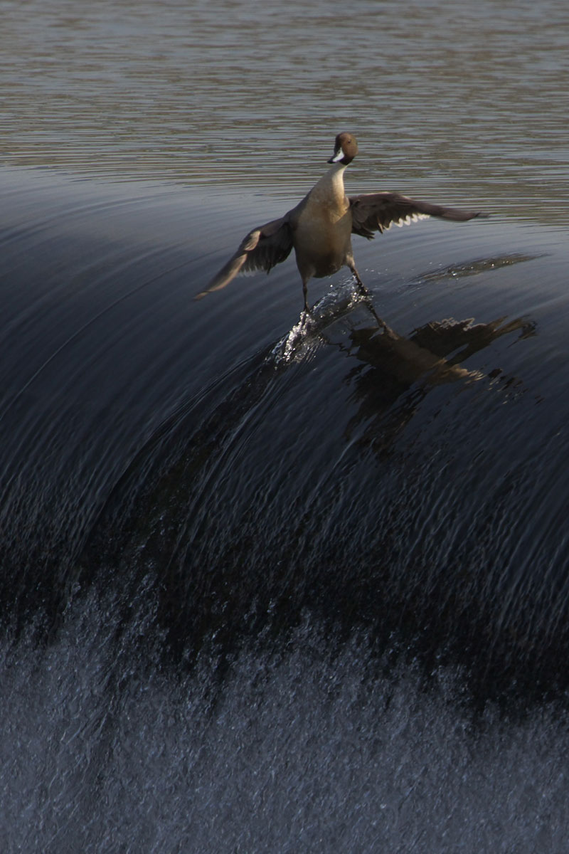 surding duck Picture of the Day: Coolest. Duck. Ever.