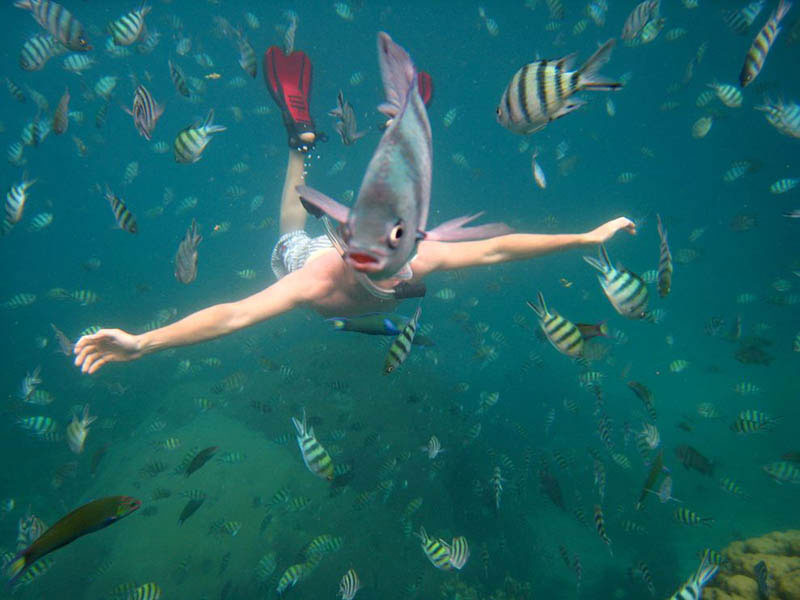 underwater fish photobomb animal photobombs The 50 Most Perfectly Timed Photos Ever