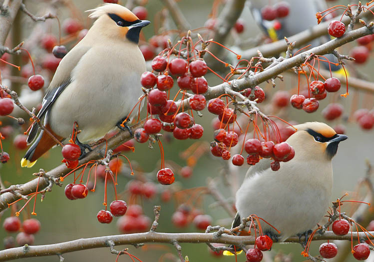 A pair of Bohemian Waxwings (Bombycilla garrulus) in a crabapple tree