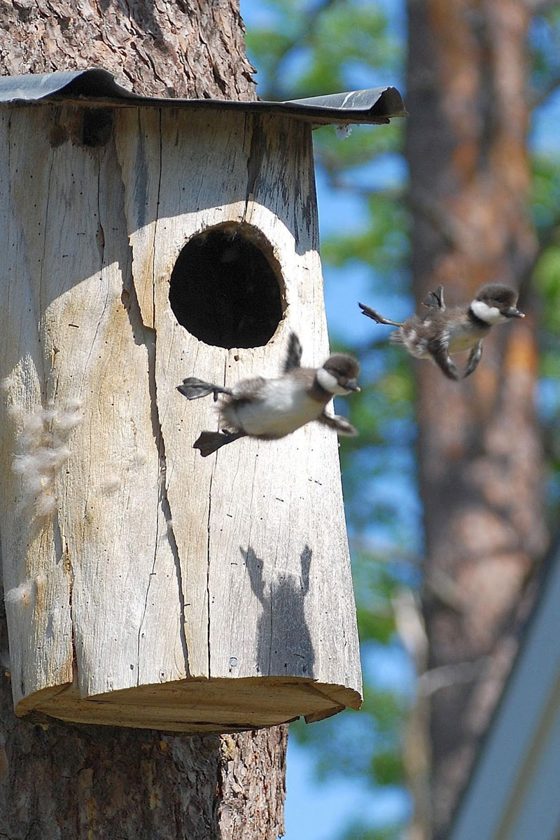 baby common goldeneye ducks leaving nest flying for first time Picture of the Day: First Flight