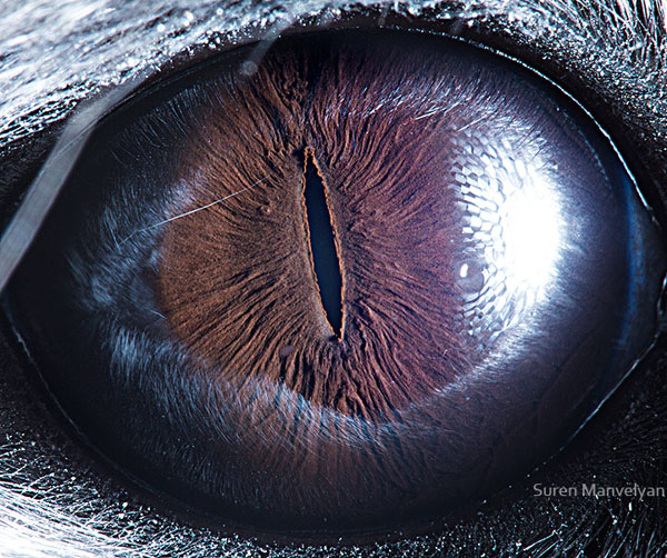 Chinchilla macro eye closeup Suren Manvelyan