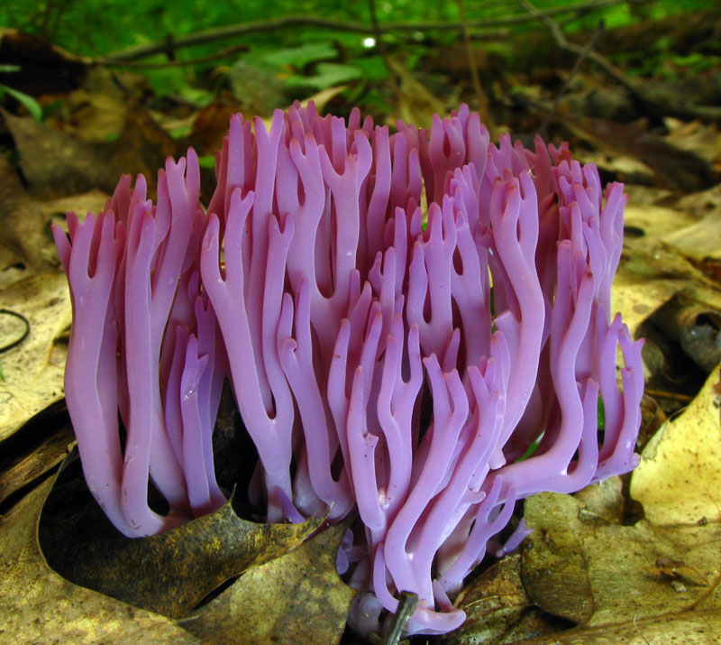 Clavaria_zollingeri_violet-magenta-coral