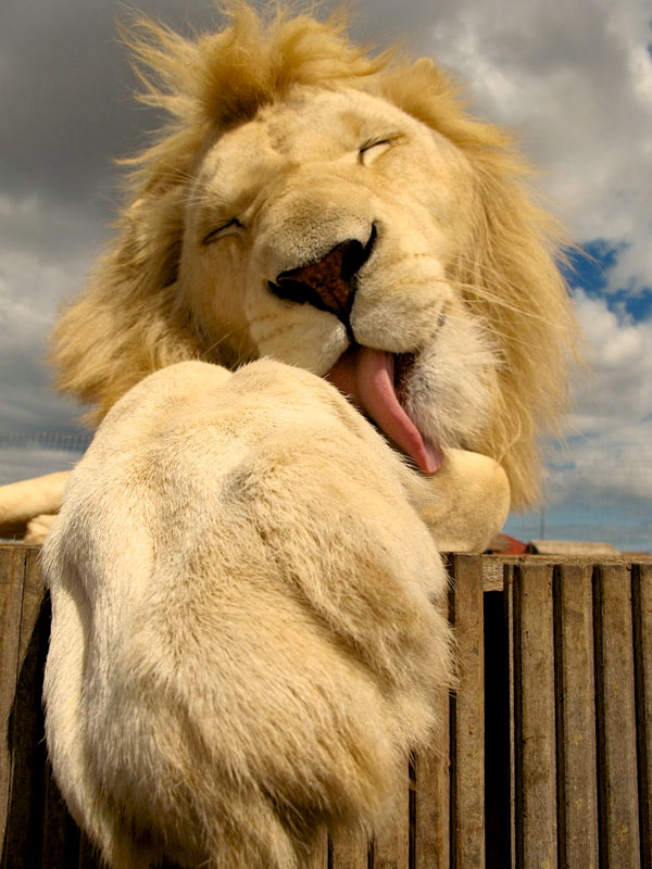 close up of lion licking paw Picture of the Day: Just a Big Cat