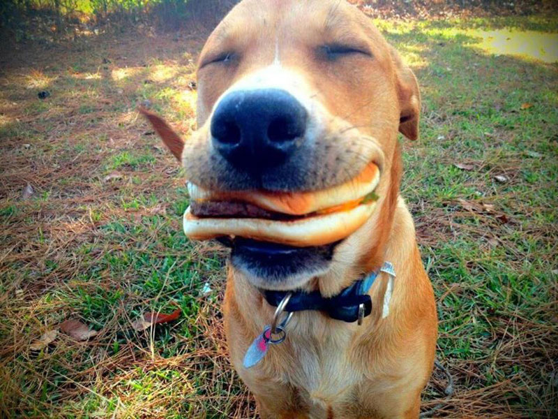 dog with hamburger in mouth The Shirk Report   Volume 209