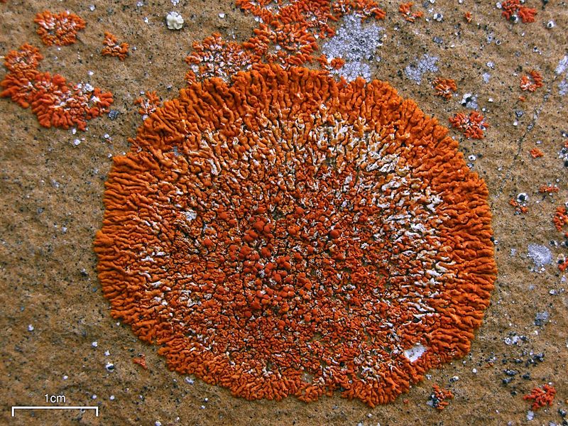 elegant-sunburst-lichen-Xanthoria_elegans