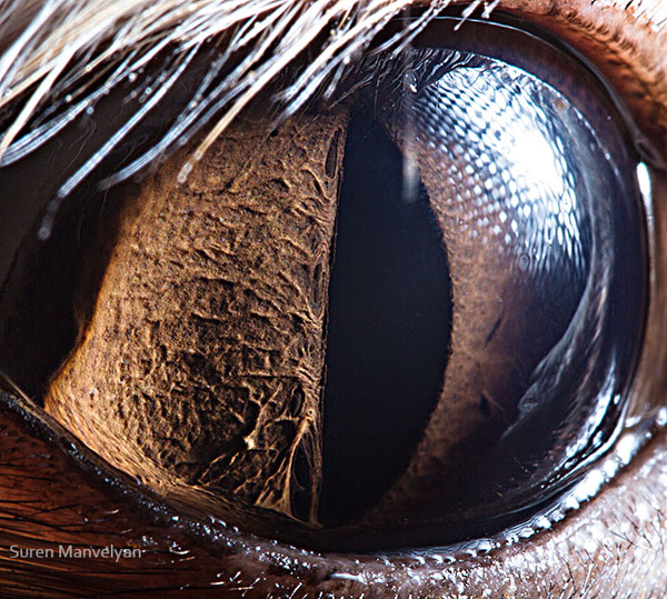 Fennec macro eye closeup Suren Manvelyan