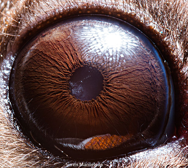 Flying-possum macro eye closeup Suren Manvelyan