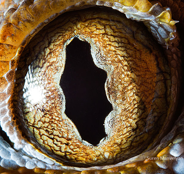 Gecko-tokay macro eye closeup Suren Manvelyan