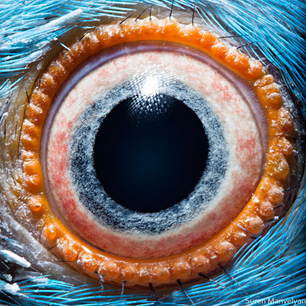 Kramer's-parrot macro eye closeup Suren Manvelyan