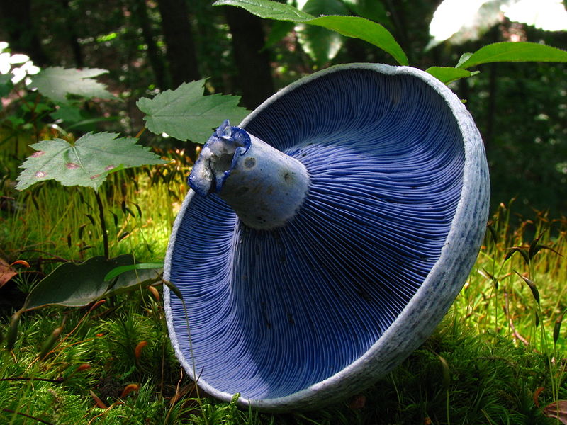 Lactarius_indigo_indigo milk cap blue milk mushroom