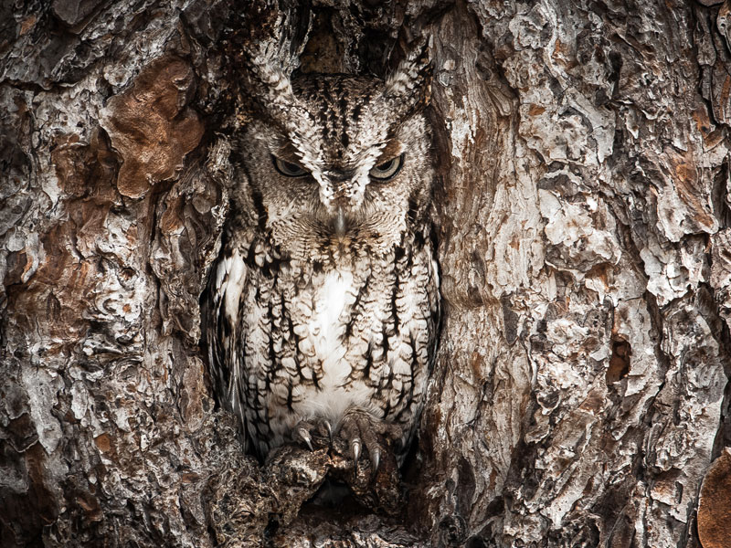 Portrait-of-an-Eastern-Screech-Owl