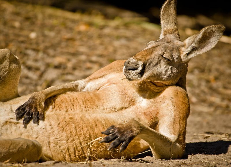 portrait of one chilled out kangaroo Exploring Our Changing World Through Photography