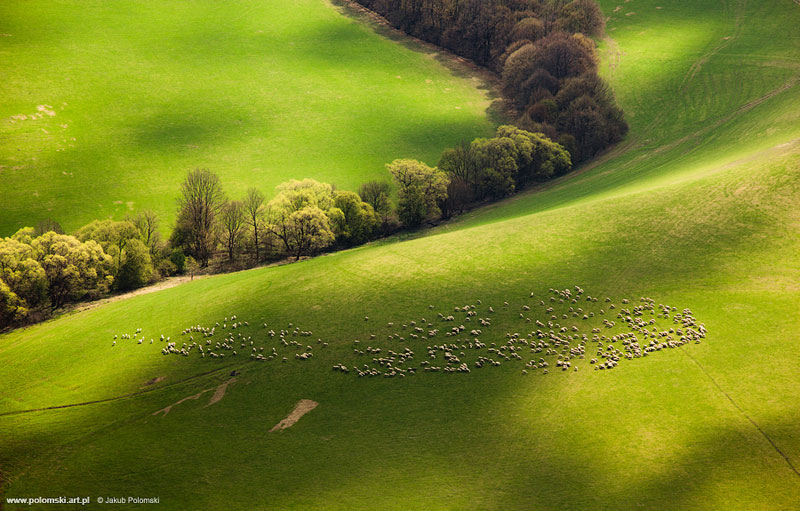 sheep-slovakia-aerial-jakub polomski