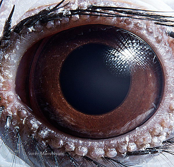 Tockus-bird macro eye closeup Suren Manvelyan