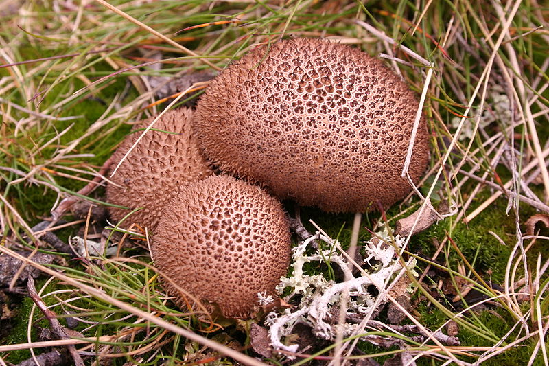 umber brown puffball-Lycoperdon_umbrinum