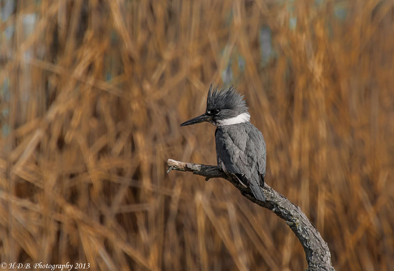 belted kingfisher Picture of the Day: The Belted Kingfisher