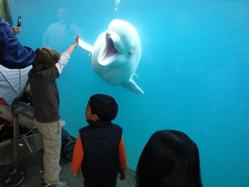 beluga whale high five The Shirk Report   Volume 213