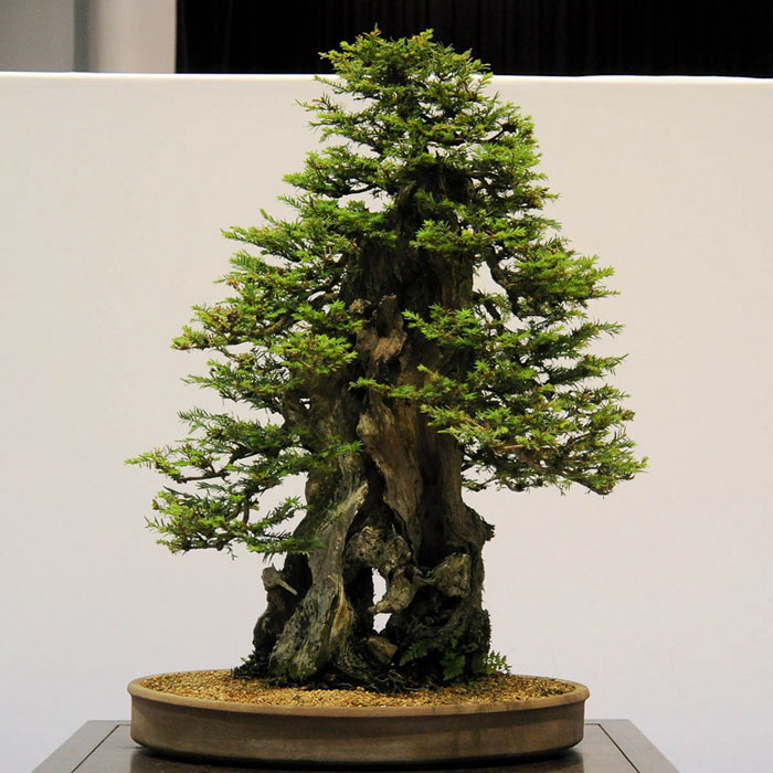 bonsai redwood tree (10)