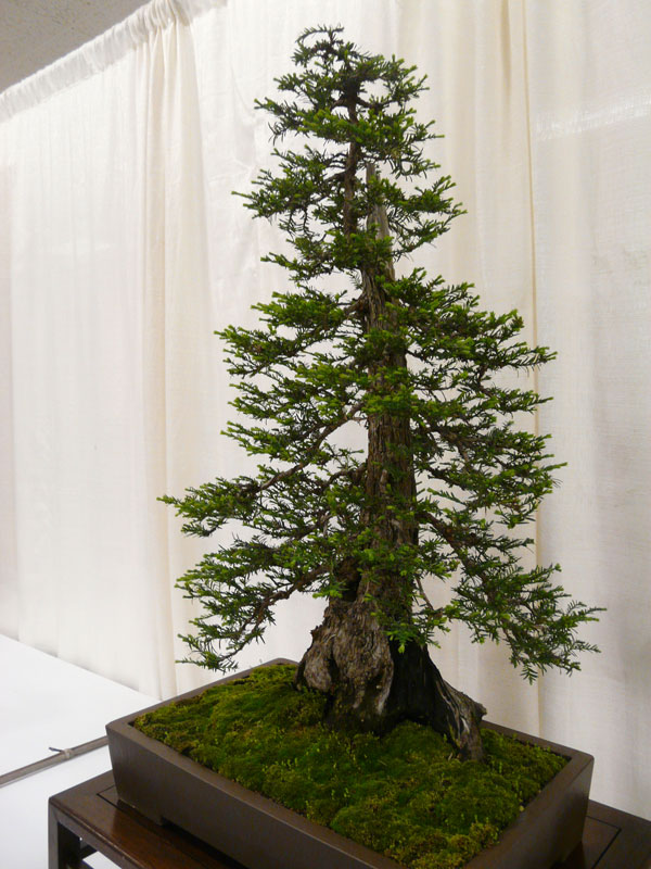 bonsai redwood tree 11 This Bonsai Masters Greatest Work of Art is a Loving Tribute to his Grandkids