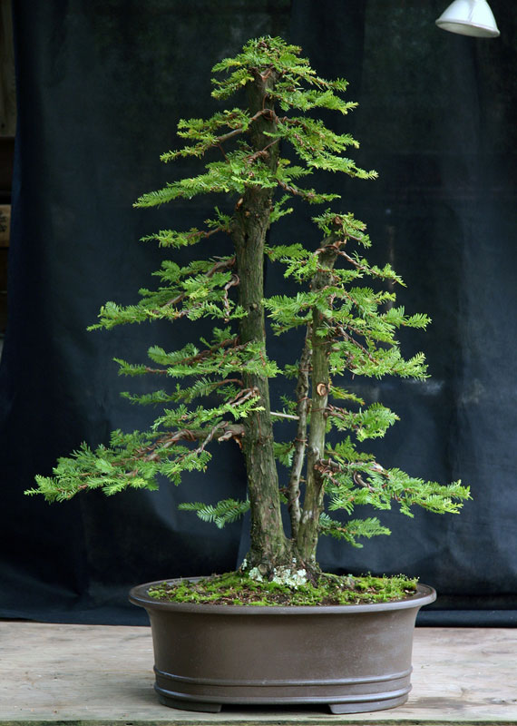 bonsai redwood tree (12)