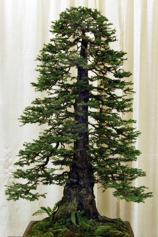 bonsai redwood tree (13)