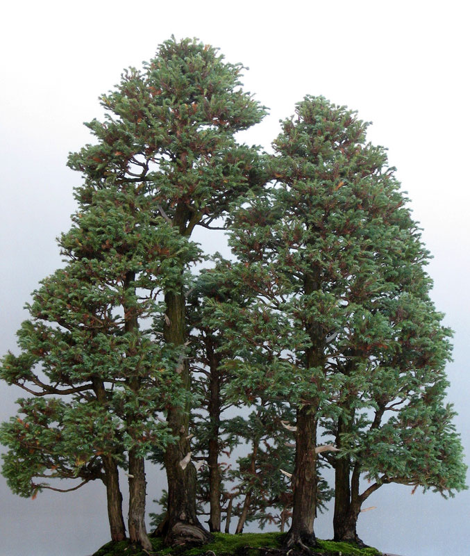 bonsai redwood tree (14)