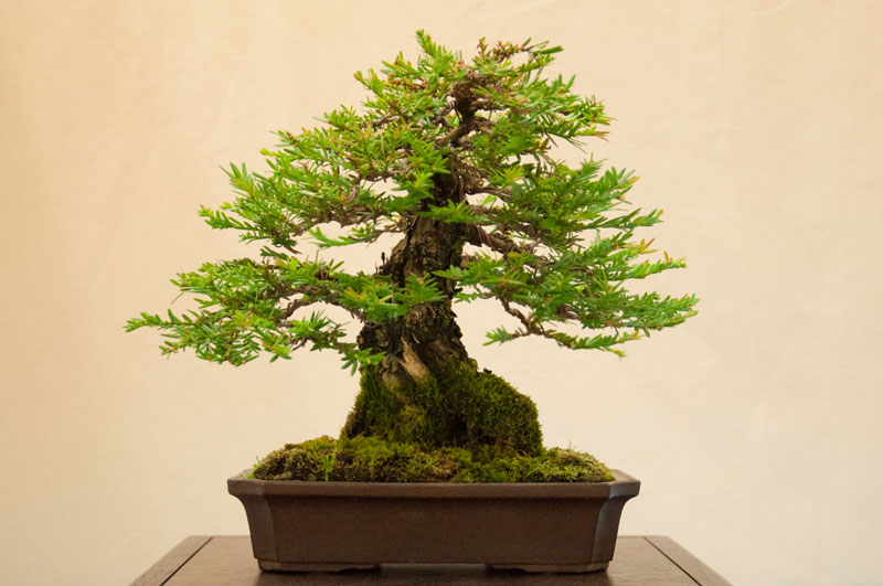 bonsai redwood tree (2)
