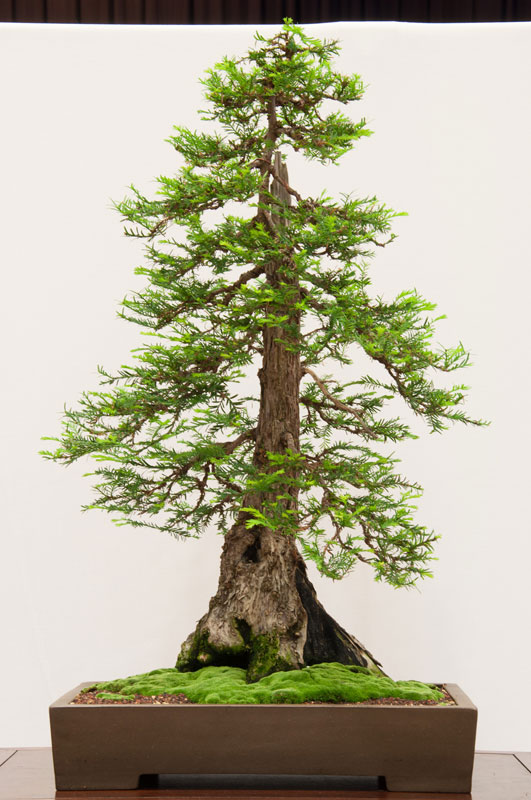 bonsai redwood tree (3)