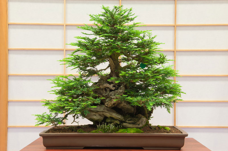bonsai redwood tree (4)