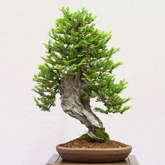 bonsai redwood tree (5)