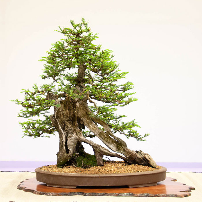 bonsai redwood tree (7)