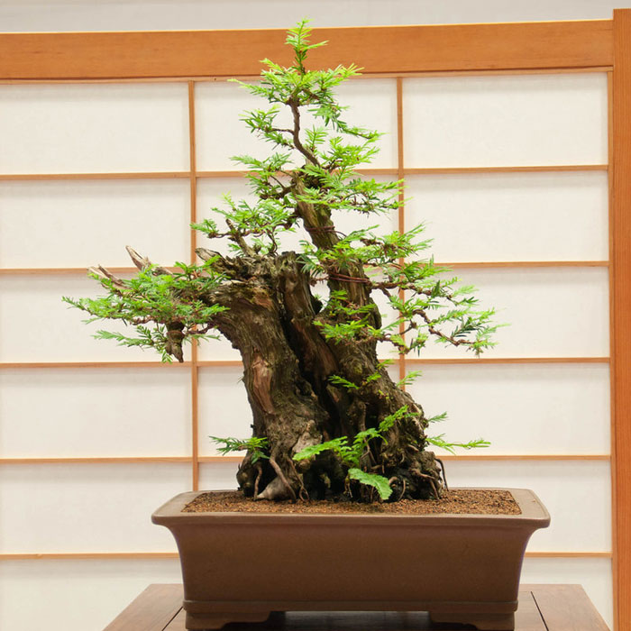 bonsai redwood tree (8)