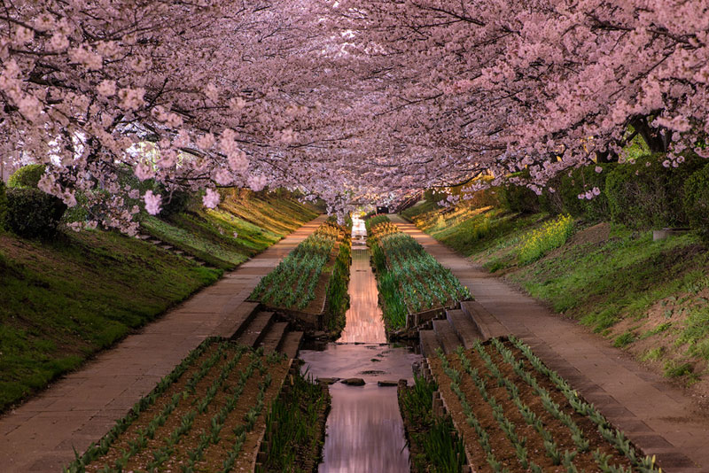 cherry blossoms in bloor yokohama japan hanami Picture of the Day: Yokohama Cherry Blossoms in Bloom