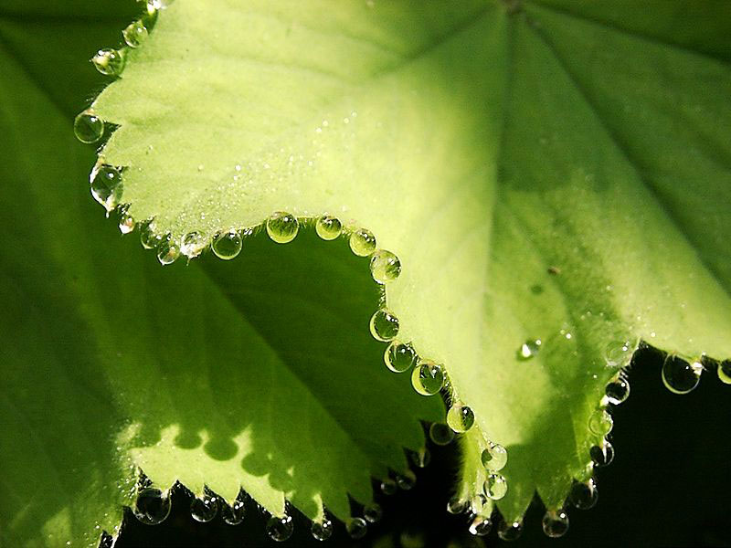 guttation droplets on leaves (1)