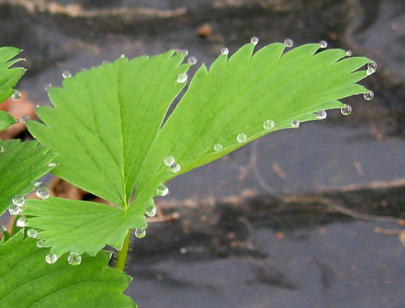 guttation droplets on leaves (3)