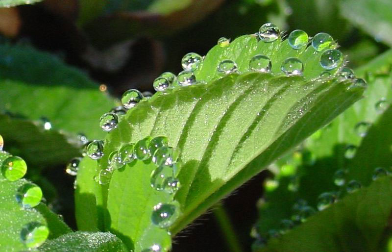 guttation droplets on leaves (4)