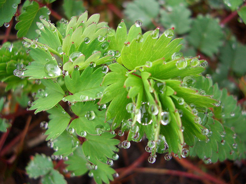 guttation droplets on leaves (6)
